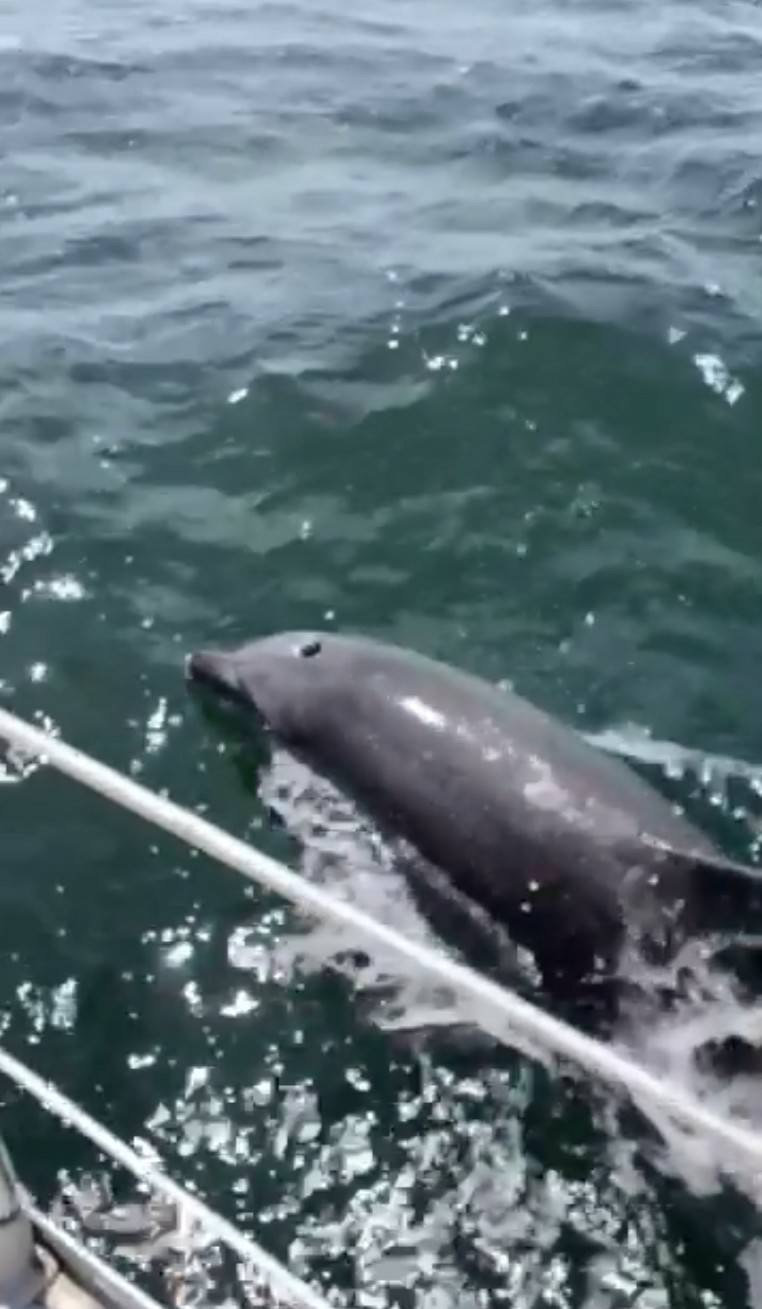 イルカウォッチング